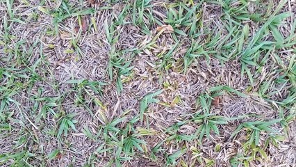 There's An Extremely Dangerous Wolf Spider In This Photo… Have You Seen It In Your Garden?