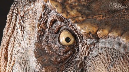 Scientists Have Created The Most Accurate Reconstruction Of The Tyrannosaurus Rex Ever