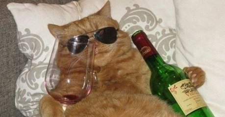 People Are Now Getting Drunk With Their Cats