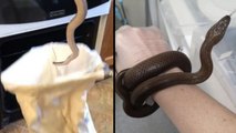 Stockport Woman Finds Snake In Oven As She Opens Door To Cook Chips
