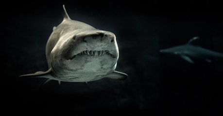 After Sharing This Video He Took Of A Shark, This Man Almost Landed In Prison