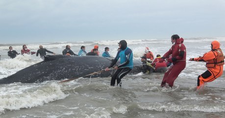 Watch The Spectacular Rescue Of This Humpback Whale Stranded On A Beach In Argentina