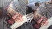 He Opened Up This Shark's Belly And Couldn't Believe What He Found Inside