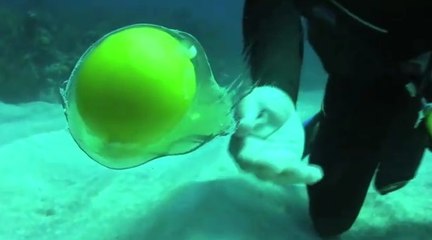 What Happens When You Crack A Chicken's Egg 20 Metres Underwater?