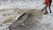 Sharks Frozen To The Bone Have Been Discovered Washing Ashore