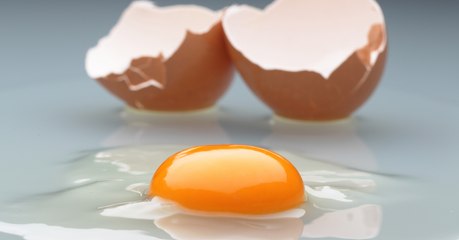 In Japan, These Students Watched The Formation Of A Chick Outside Of Its Egg