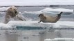 This video of a starving polar bear setting its sights on a seal is absolutely wild