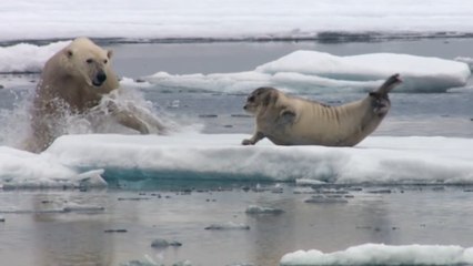 This video of a starving polar bear setting its sights on a seal is absolutely wild