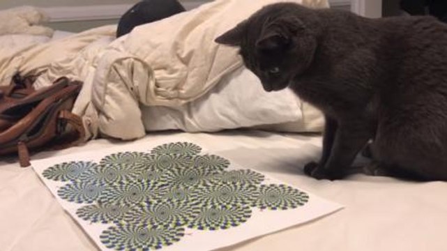 This Man Decided To Test An Optical Illusion On His Cat And The Result Was Surprising