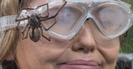 This Year's I'm A Celeb Will Feature 'Biggest Ever' Bushtucker Trials