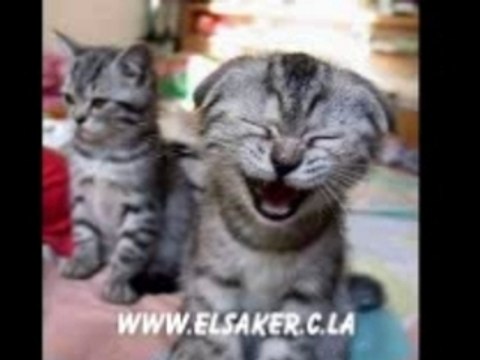 Fokaha 05 lol mdr dahka 2008