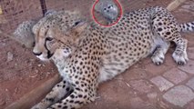 This Cheetah Approached The Meerkats Enclosure But What Happened Next Shocked Everyone