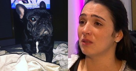 Puppy Killed Aboard United Airlines Flight