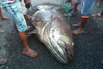 They Couldn't Believe Their Eyes When This Giant Fish Washed Up Onshore