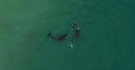 Amazing Footage Shows A Swimmer Getting Unbelievably Close To A Group Of Orcas