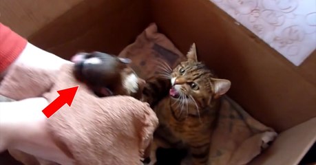 Watch This Mama Cat's Reaction To A Newborn Puppy Joining Her Litter