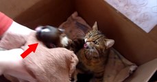 Watch This Mama Cat's Reaction To A Newborn Puppy Joining Her Litter