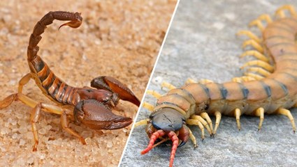 It's A Fight To The Death As This Centipede Takes On A Scorpion