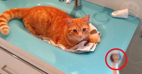 This Cat Sits And Waits All Day For His Favorite Toy. His Reaction Is Priceless.