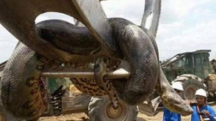 What Is Happening To This Snake?