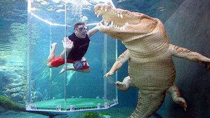 Tải video: This Australian Attraction Gives You The Chance To Swim With Crocodiles