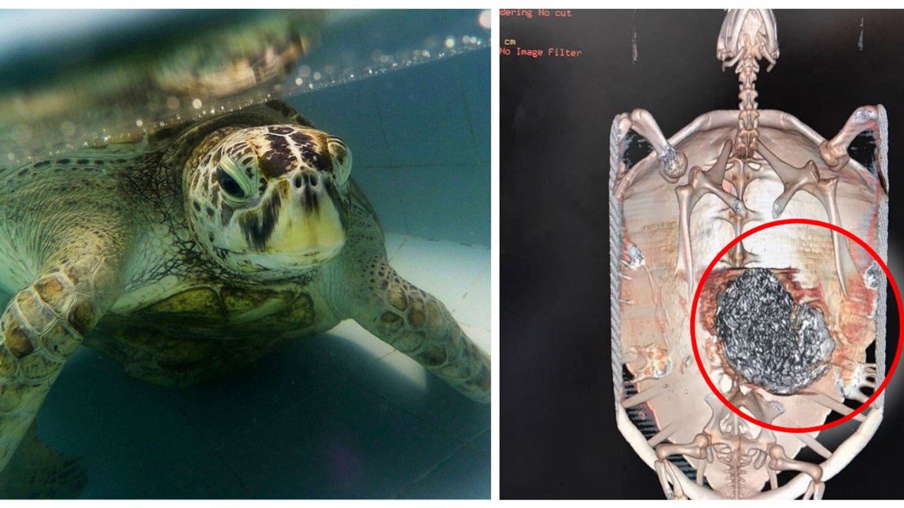 They Found Something Insane Inside This Poor Sea Turtle's Stomach