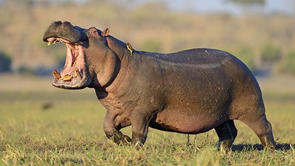 2000 Hippos May Soon Be Killed In Zambia For This Tragic Reason