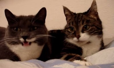 These Two Cats Having A Very Serious Conversation Will Make Your Day