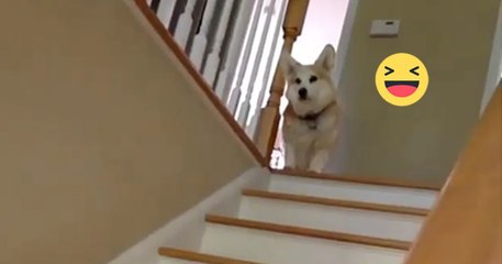 This Little Corgi Has A Very Unusual Way Of Going Down The Stairs