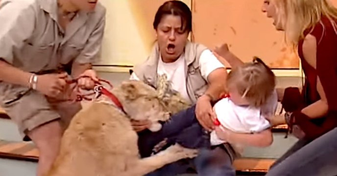 The terrifying moment a lion attacks a child on a live television program