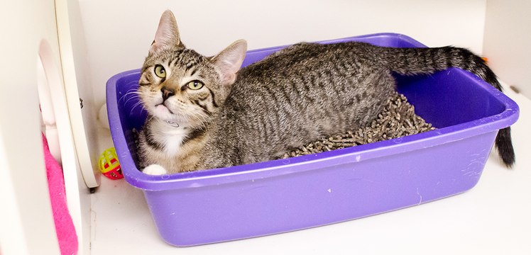 This Is The Perfect Trick If You're Sick Of Seeing And Smelling Your Cat's Litter Tray
