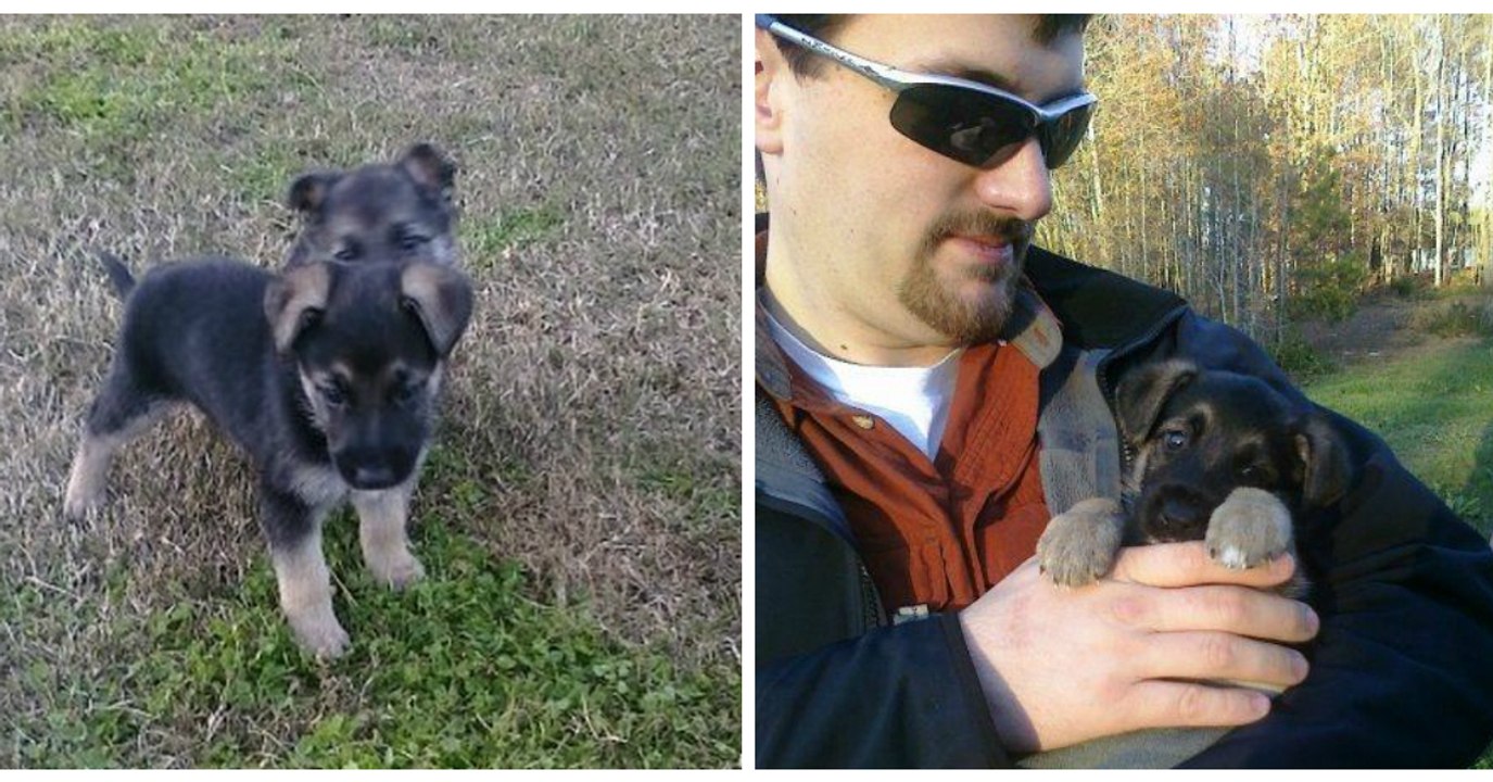 This Man Did Something Incredible After He Found Out His Dog's Brother Was Being Mistreated