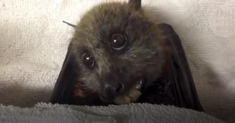 This Video Will Change Everything You Think You Know About Bats