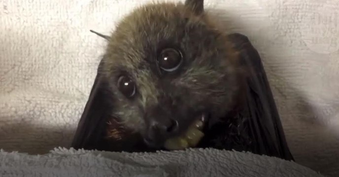 This Video Will Change Everything You Think You Know About Bats