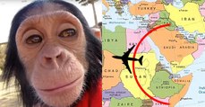 This Baby Chimp Was Trafficked To A Zoo Near An Isis-Held Territory