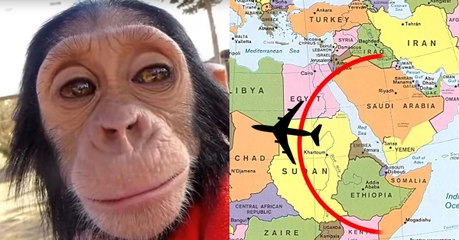 This Baby Chimp Was Trafficked To A Zoo Near An Isis-Held Territory