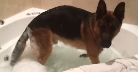 This Dog's Reaction To Taking A Bath Is Absolutely Adorable