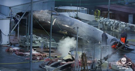 Whale Hunting: Sea Shepherd Reports On A Blue Whale Murder in Iceland