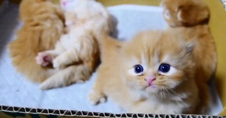 This Cute Little Kitten May Look Innovent But He's Up To Something...