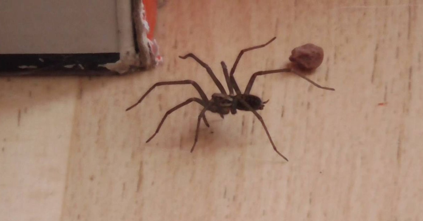 Scare Off Those Annoying House Spiders This Sum...