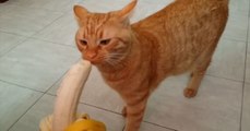 This Cat Has The Sweetest Reaction When His Owner Gives Him A Banana