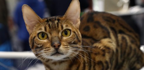 She Saw This Cat's Face And Instantly Burst Into Tears