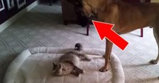 This Cat Steals The Dog's Bed - And She Never Expected Him To React Like This