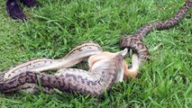 Shocking Clip Shows The Cruel Side Of Nature As Python Swallows Wallaby Whole