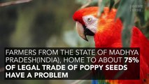 Drug-Addicted Parrots Are Spreading Terror On Indian Farms