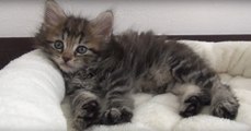 When She Adopted This Adorable Kitten, She Had No Idea He'd Turn Out Like This