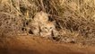 They Found These Three Beautiful Kittens Hiding In The Middle Of The Desert