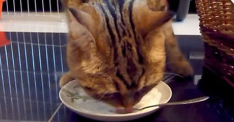 When This Cat Finishes Her Dinner She Gets The Cutest Surprise Of Her Life