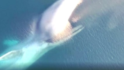 Filming The Ocean With Their Drone, They Captured One Of The Rarest Scenes In The World