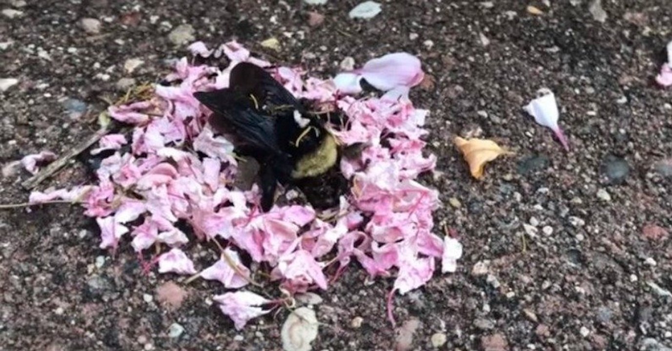 Incredible Video Shows Ants Bringing Flower Petals To A Dead Bee